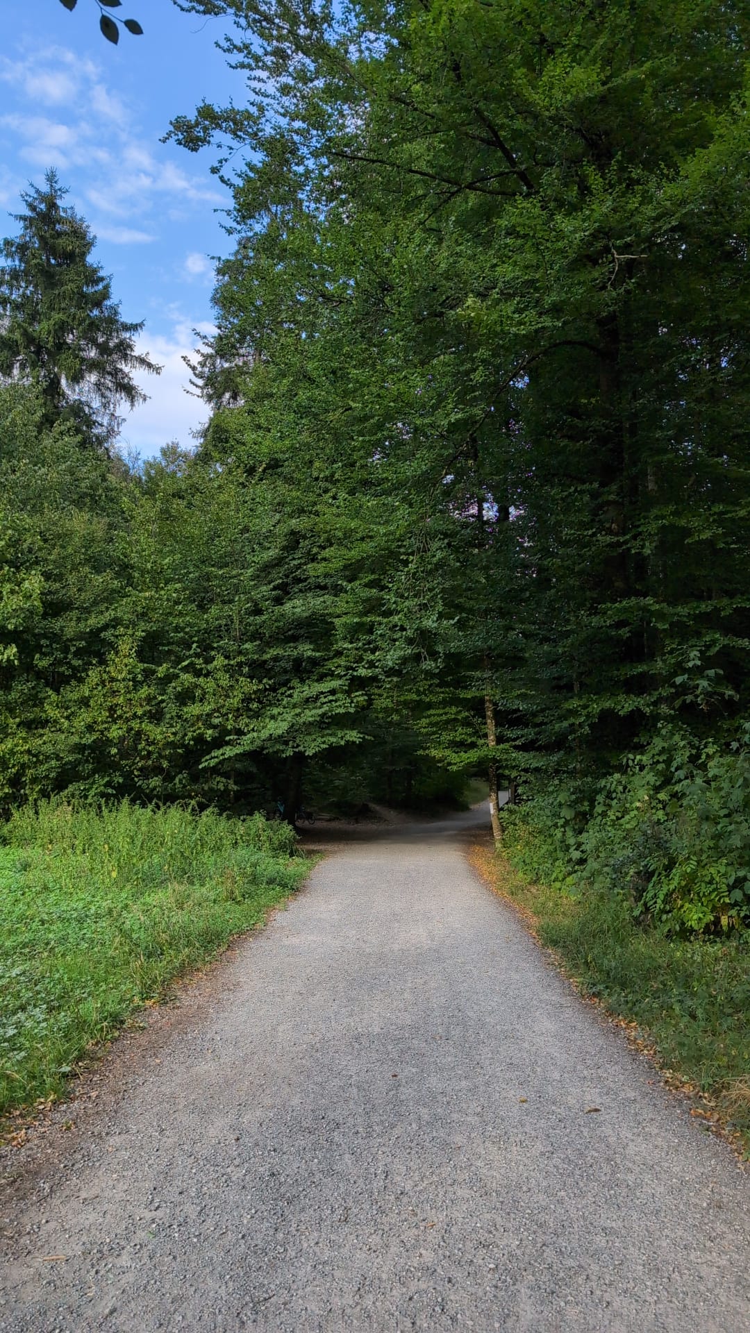 Waldstrasse führt weiter durch den Wald Richtung Grillplatz am Weiher
